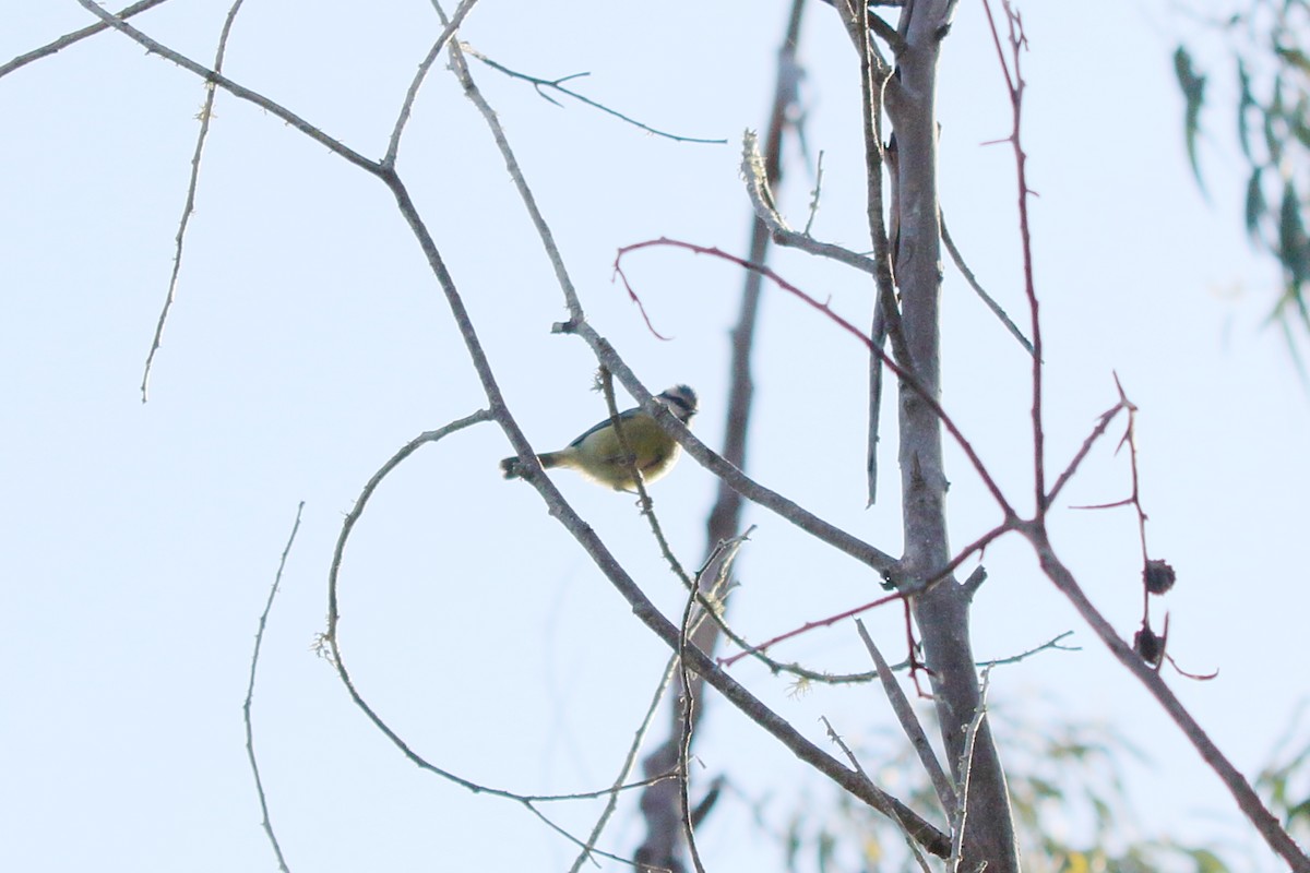 Eurasian Blue Tit - ML631365179