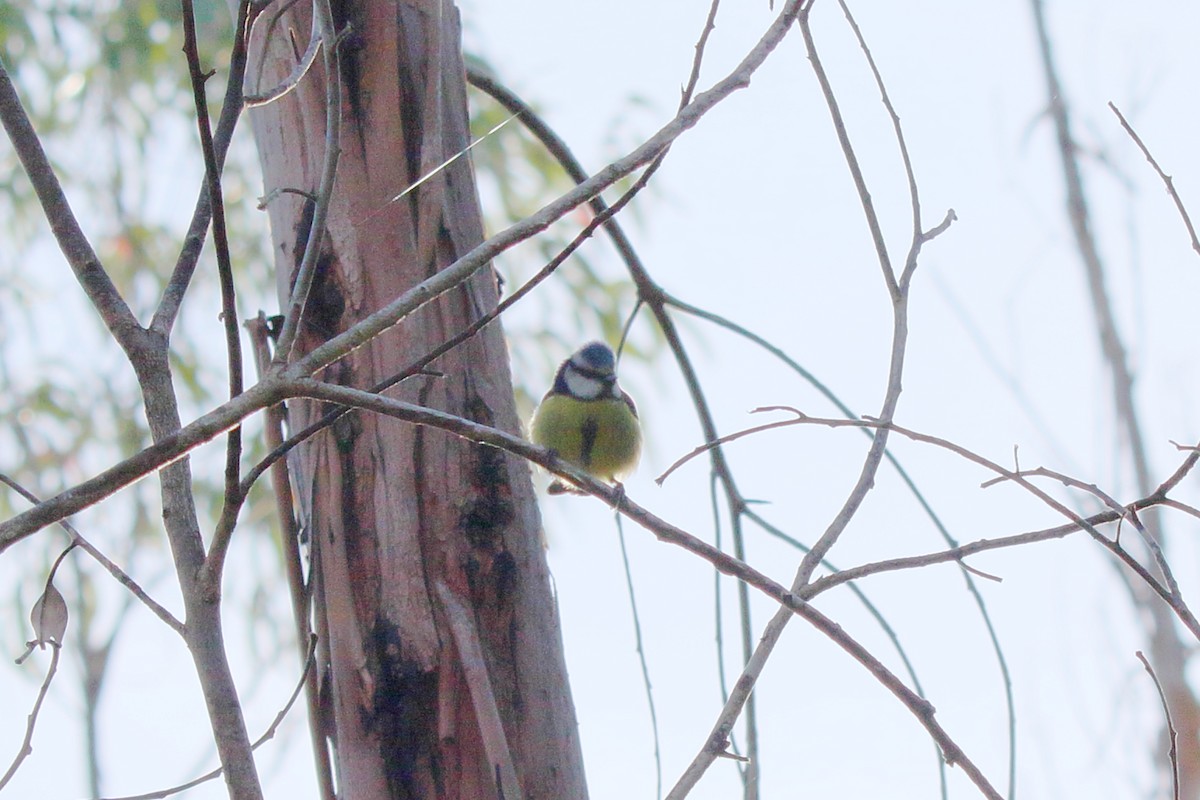 Eurasian Blue Tit - ML631365180