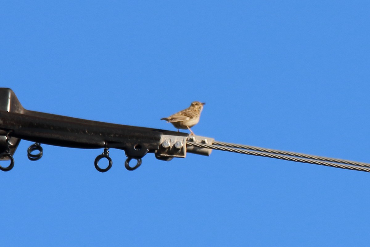 Wood Lark - ML631365232