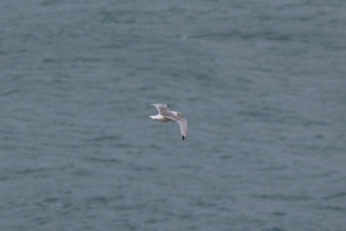 Black-legged Kittiwake - ML631365264
