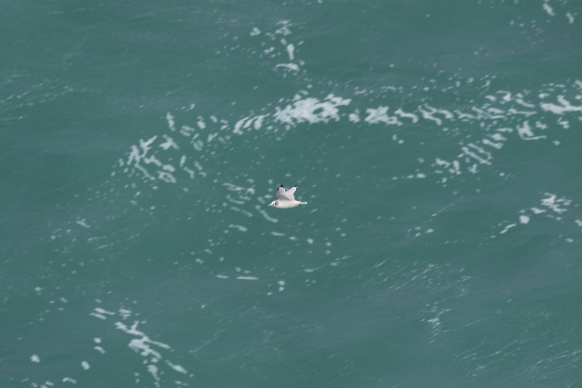 Black-legged Kittiwake - ML631365265