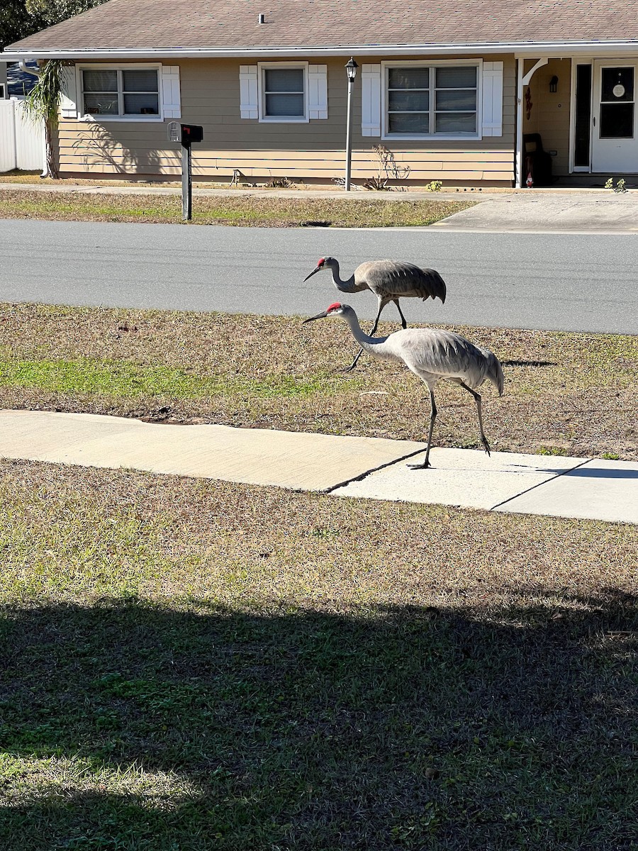 Sandhill Crane - ML631365268