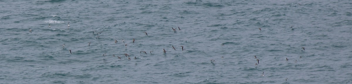 Puffin cendré ou P. de Scopoli - ML631365321