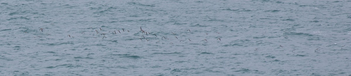 Puffin cendré ou P. de Scopoli - ML631365322