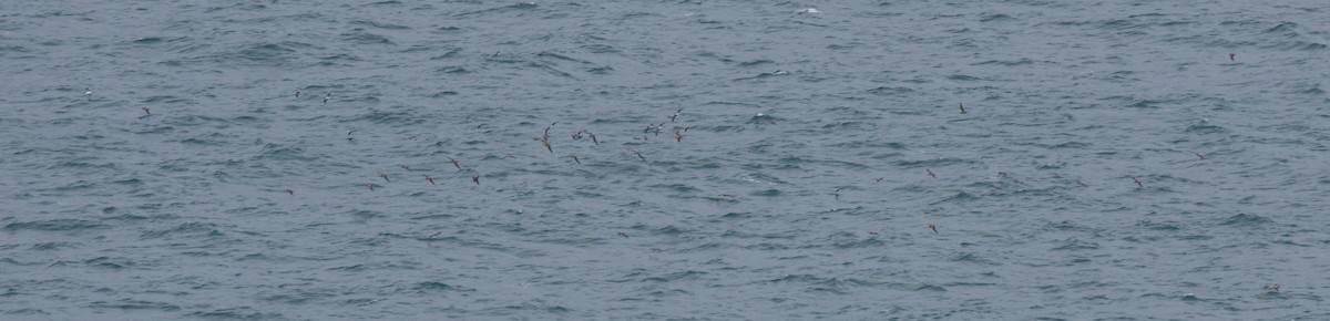 Puffin cendré ou P. de Scopoli - ML631365323