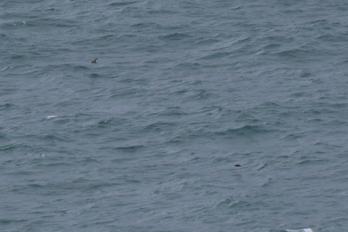 Balearic Shearwater - ML631365340