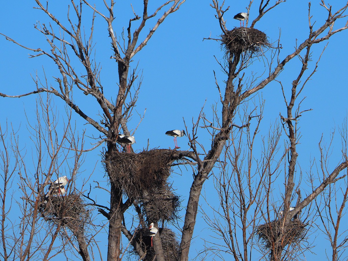 stork - ML631365379