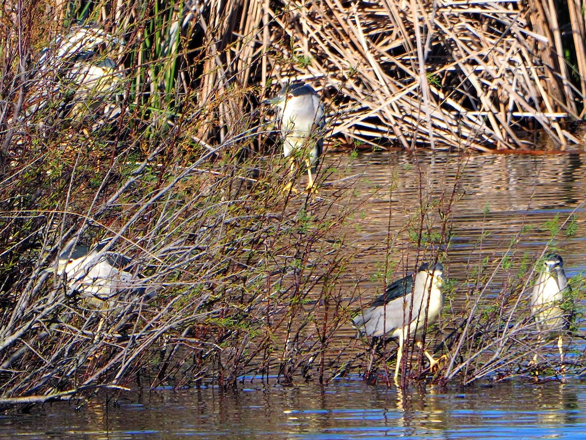 Black-crowned Night Heron (Eurasian) - ML631365650