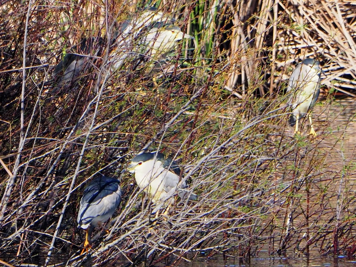 Black-crowned Night Heron (Eurasian) - ML631365651
