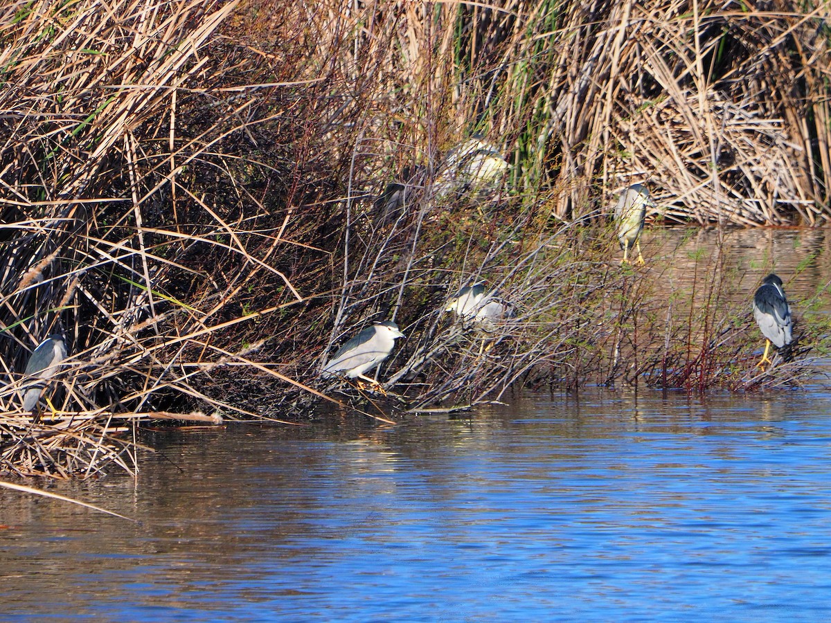 Black-crowned Night Heron (Eurasian) - ML631365652