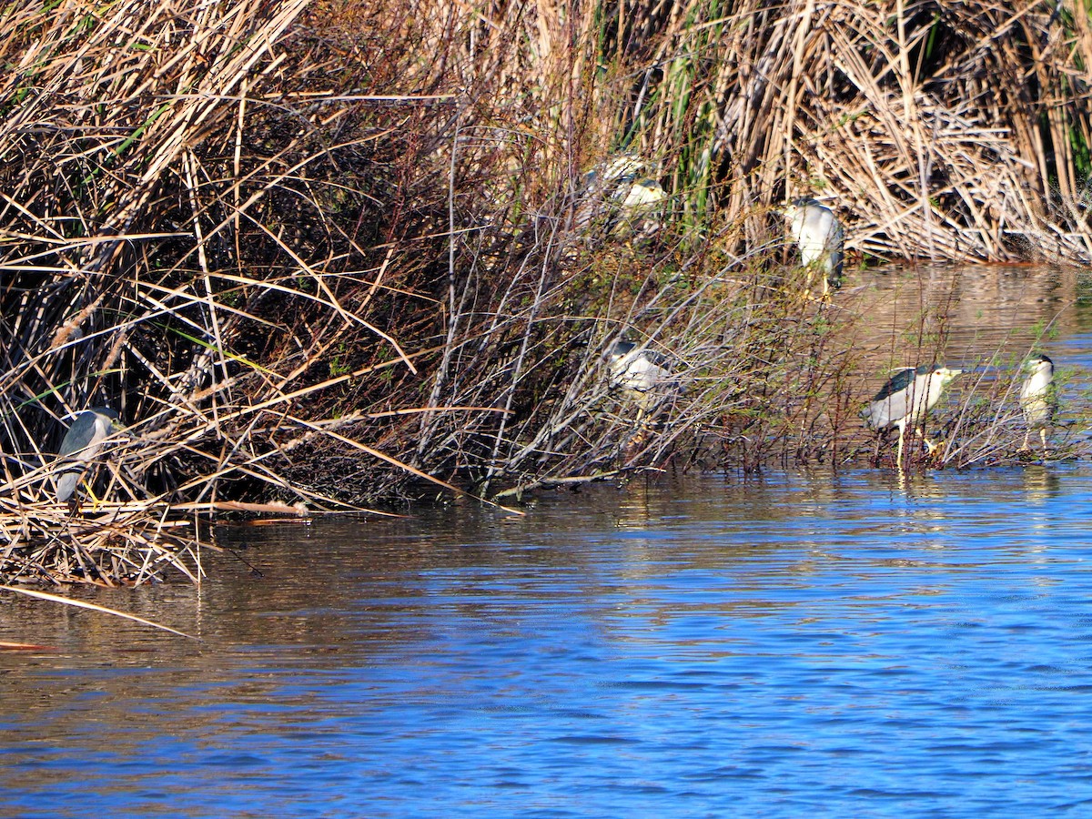 Black-crowned Night Heron (Eurasian) - ML631365653