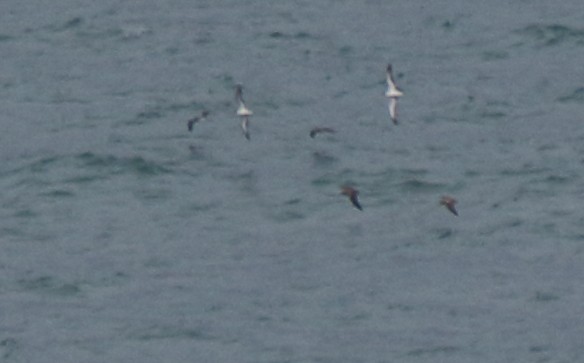 shearwater sp. - ML631365771