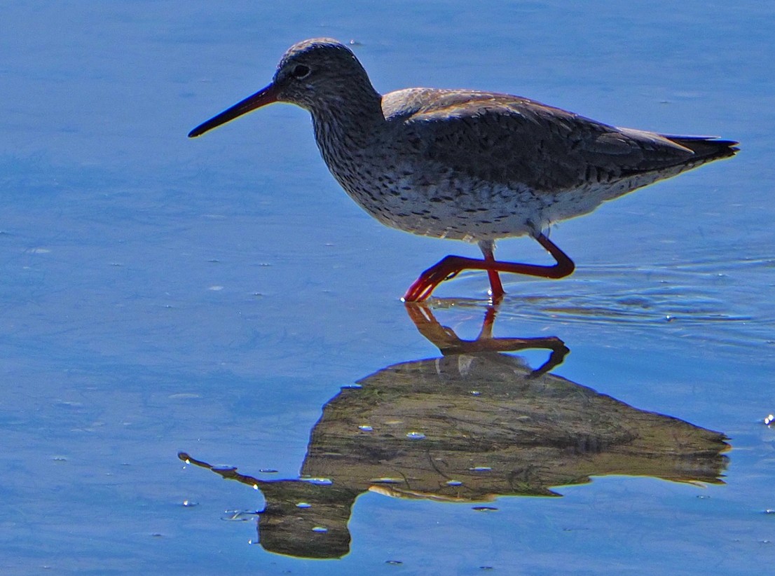 Chevalier gambette - ML631365813