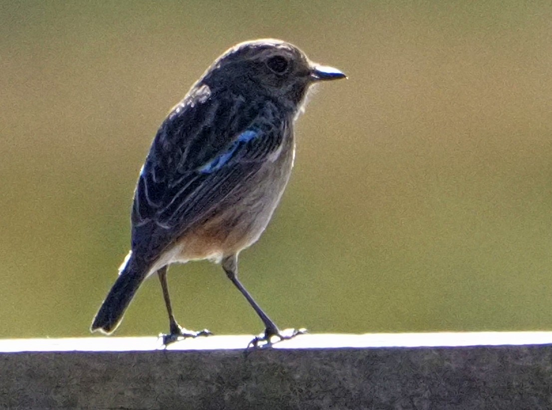 European Stonechat - ML631365851