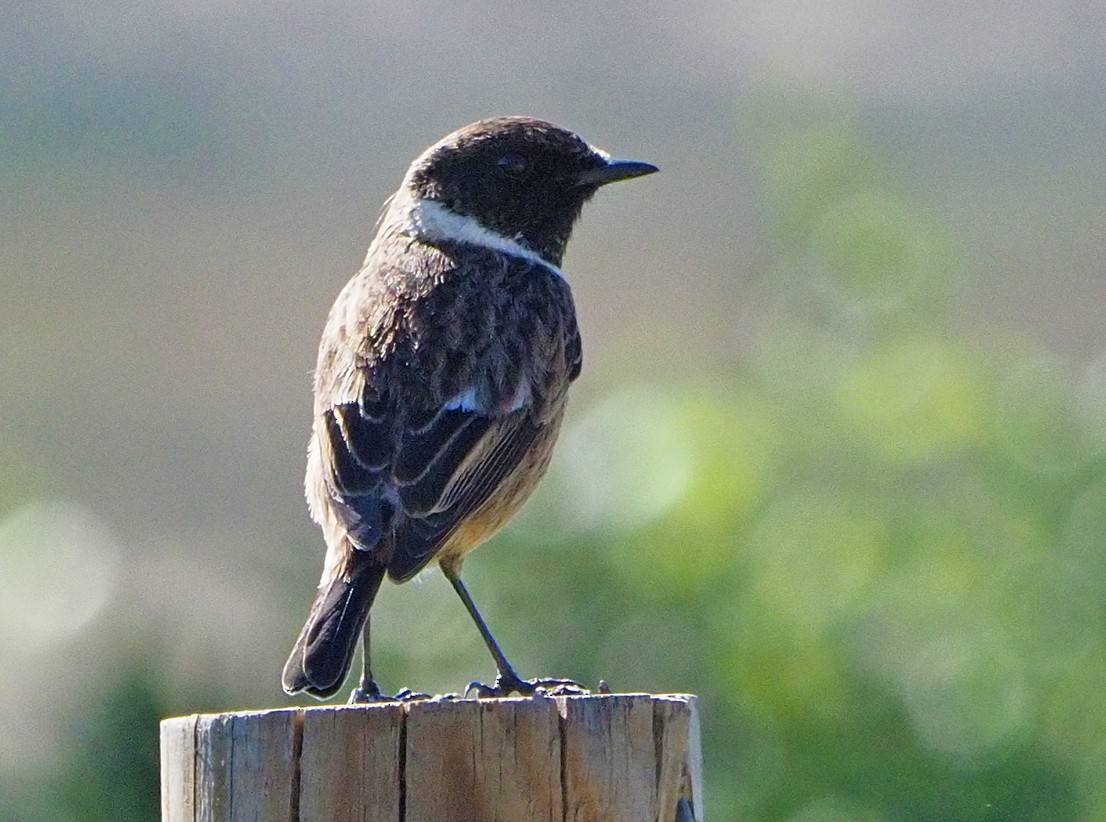 European Stonechat - ML631365852