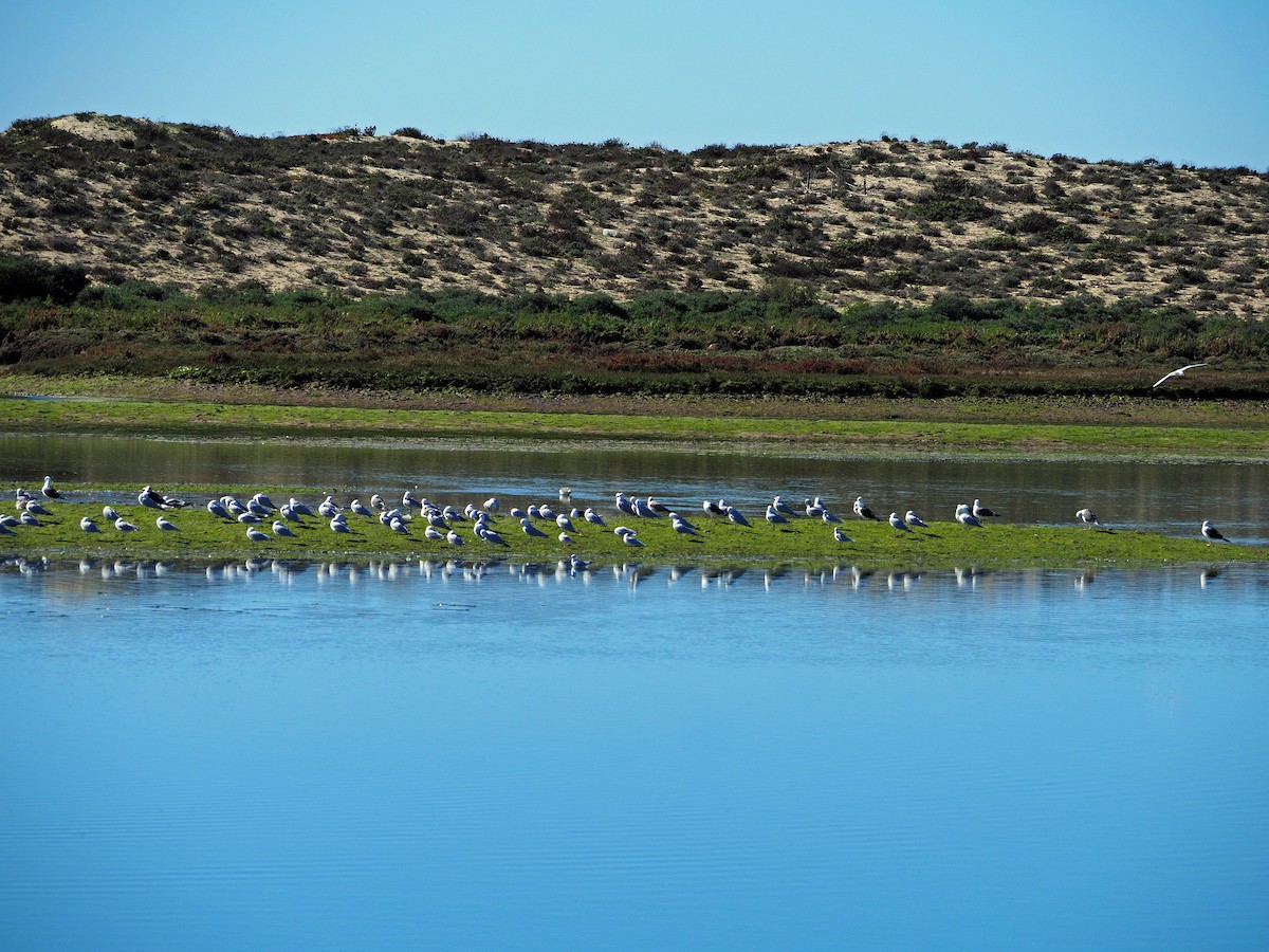 Бэсрэг цахлай - ML631365930