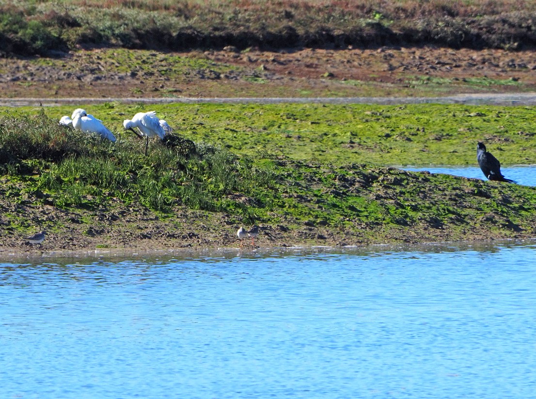 Chevalier gambette - ML631366020