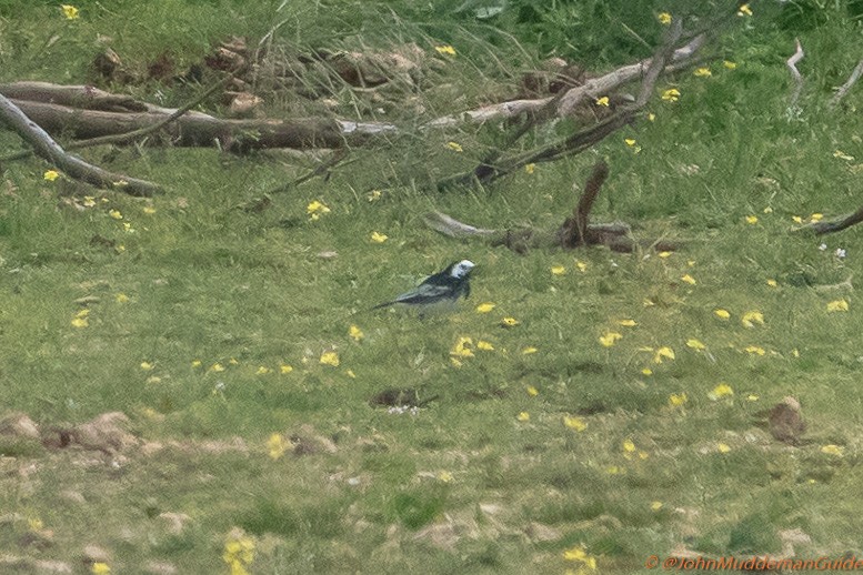 White Wagtail (British) - ML631366273