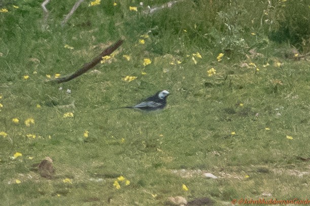 White Wagtail (British) - ML631366274