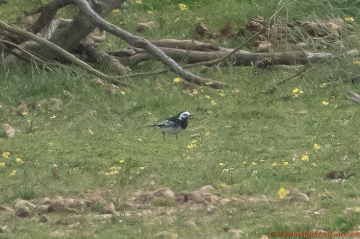 White Wagtail (British) - ML631366275