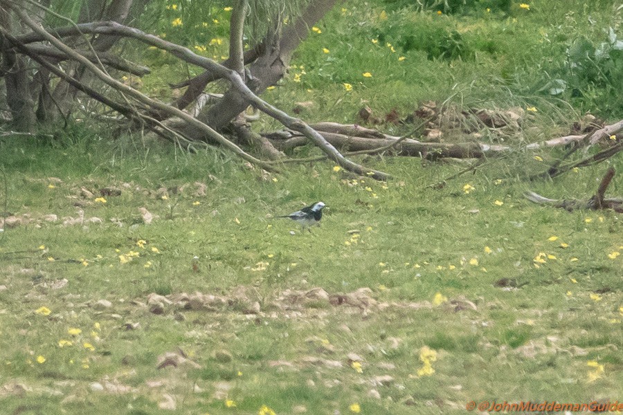 White Wagtail (British) - ML631366276