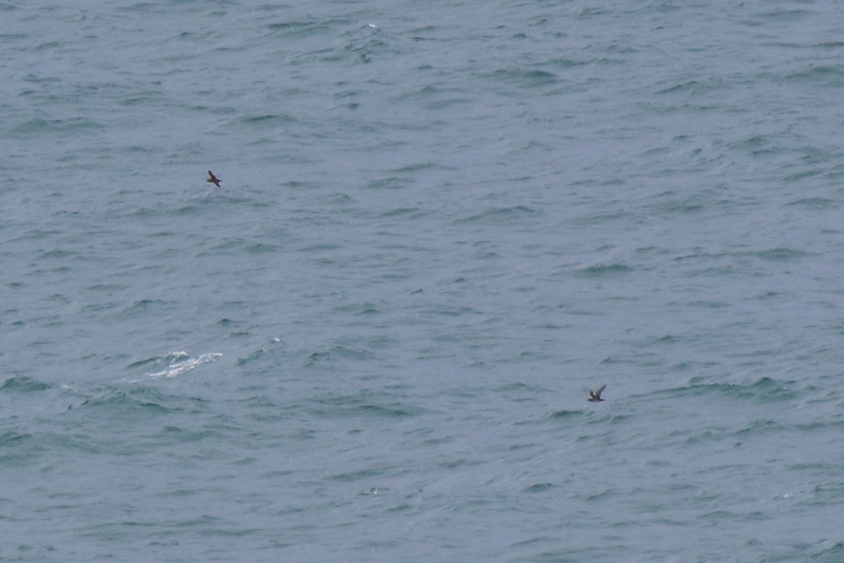 Balearic Shearwater - ML631366425