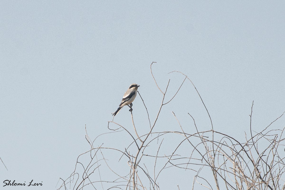 חנקן גדול - ML631366431