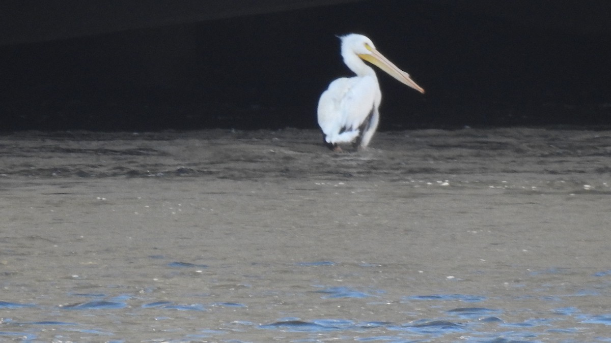 American White Pelican - ML631366520