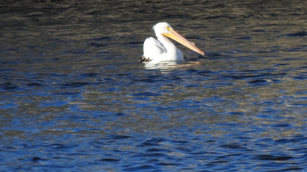 American White Pelican - ML631366521