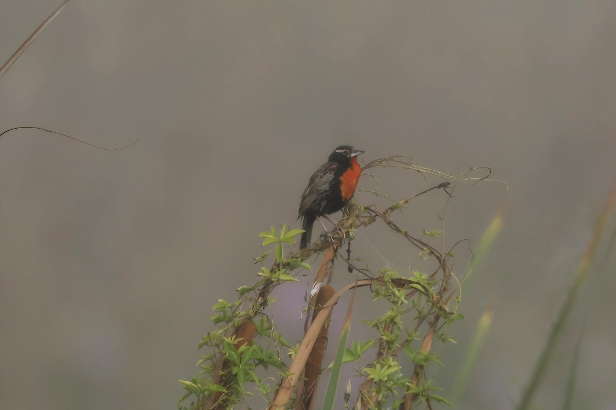 Peruvian Meadowlark - ML631366717