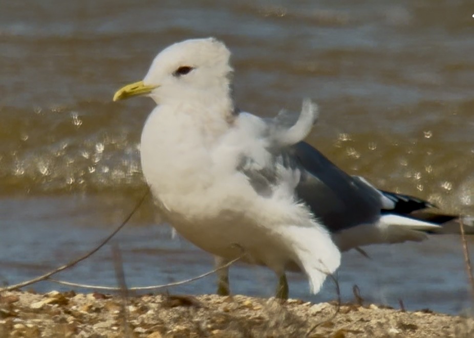Short-billed Gull - ML631367157