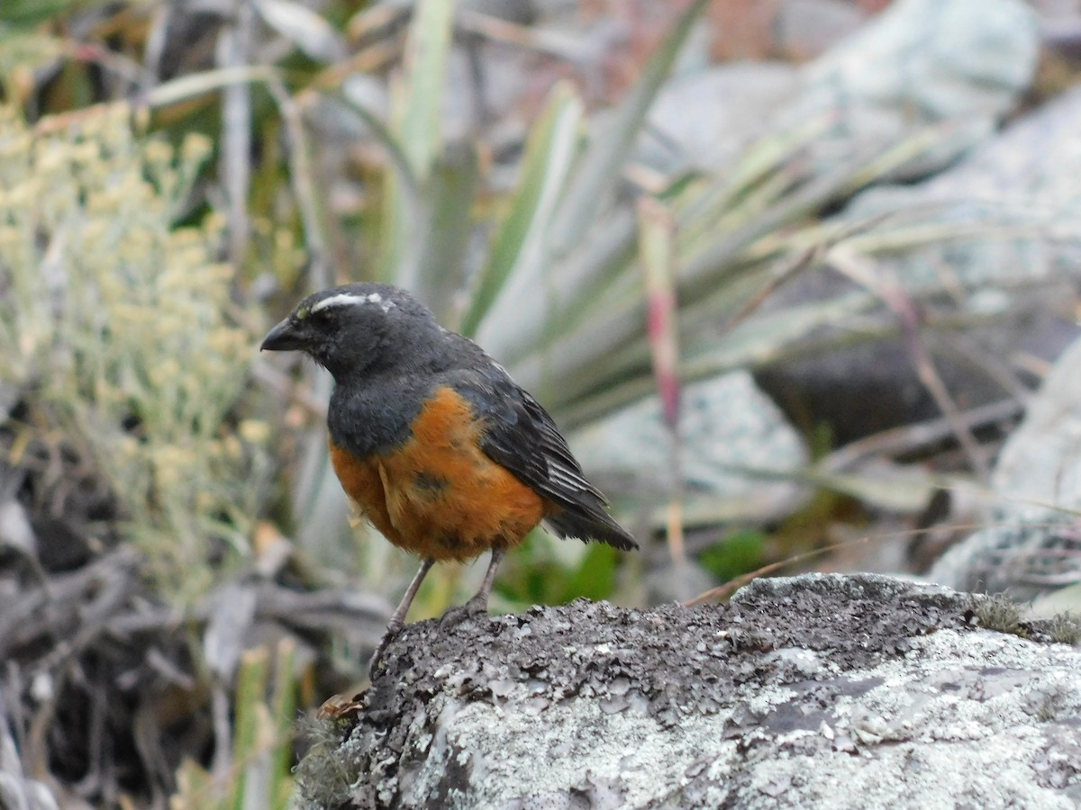 rustbuktanagar - ML631367192