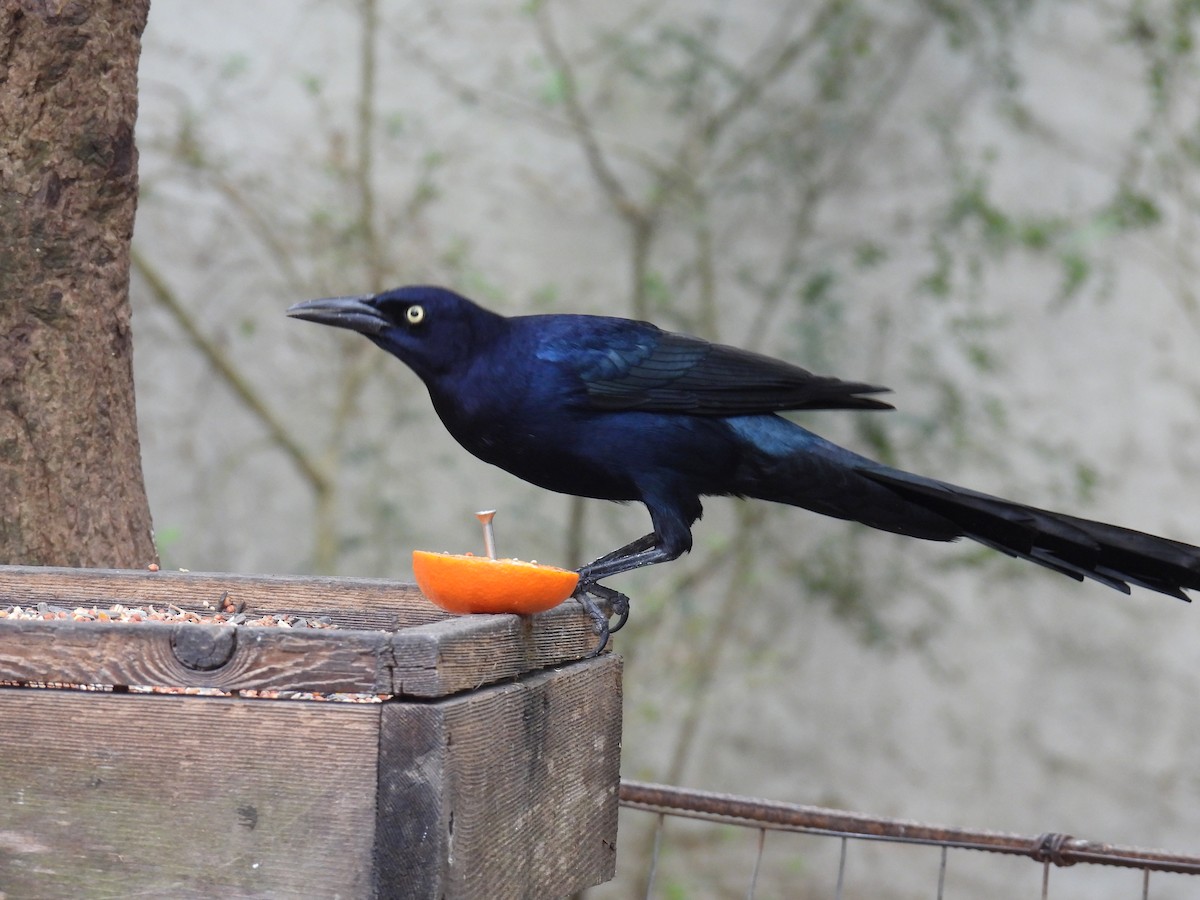 Great-tailed Grackle - ML631367361