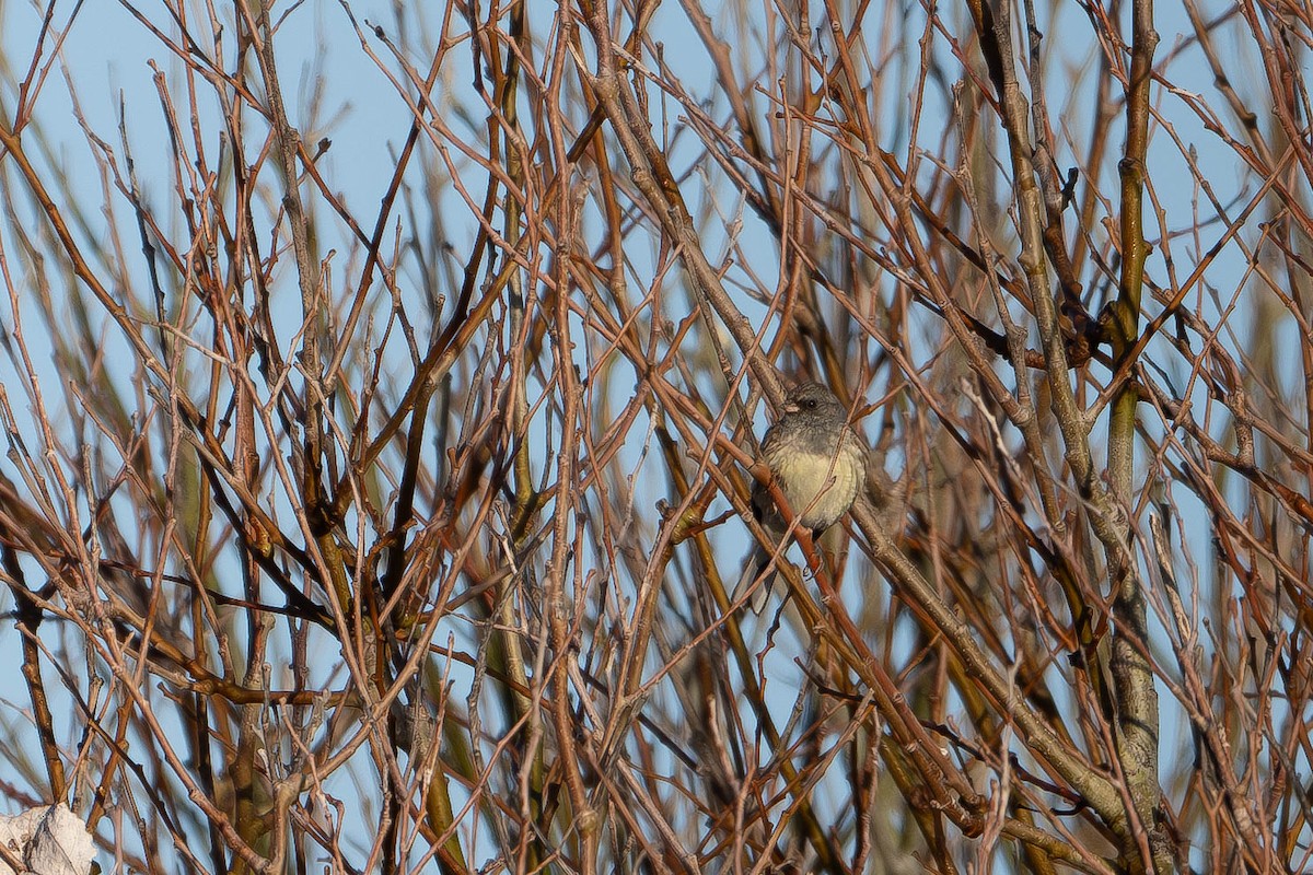 Black-faced Bunting - Paweł Szymański