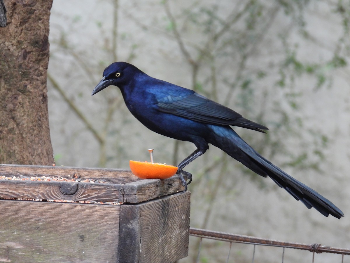 Great-tailed Grackle - ML631367379
