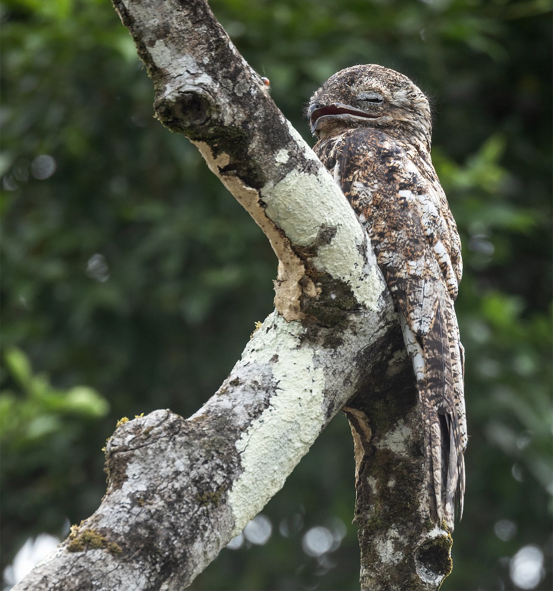Great Potoo - ML631367547