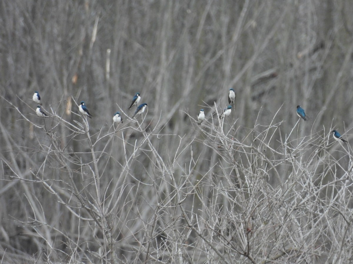 Tree Swallow - ML631367847
