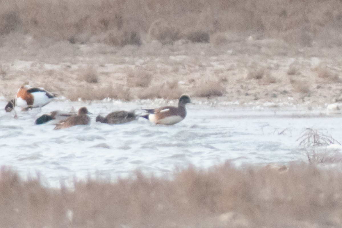 American Wigeon - Fernando Alonso