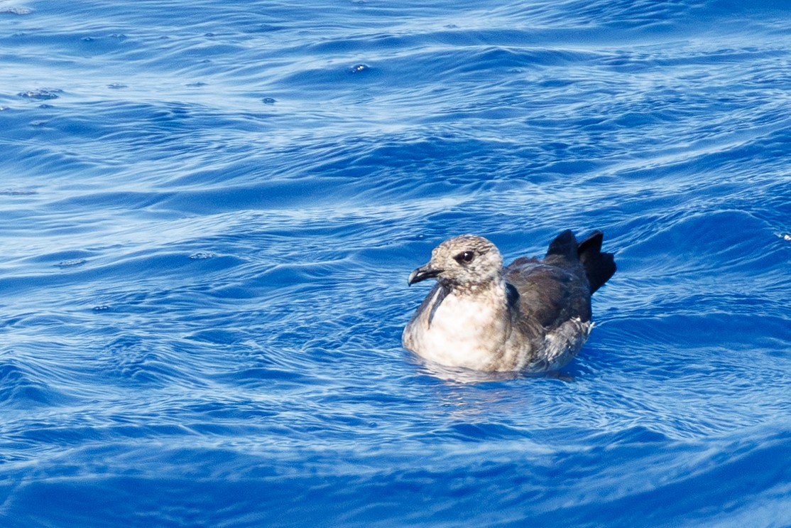 Long-tailed Jaeger - ML631368056