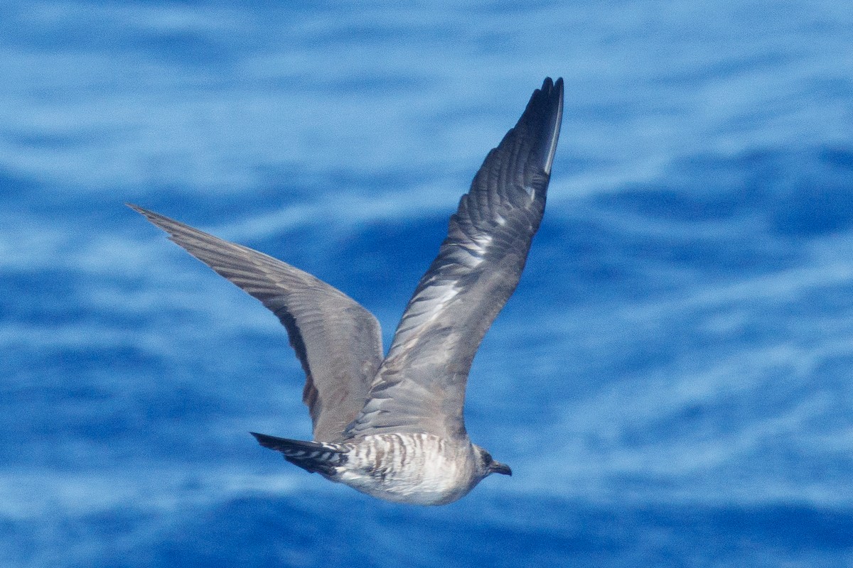 Long-tailed Jaeger - ML631368057