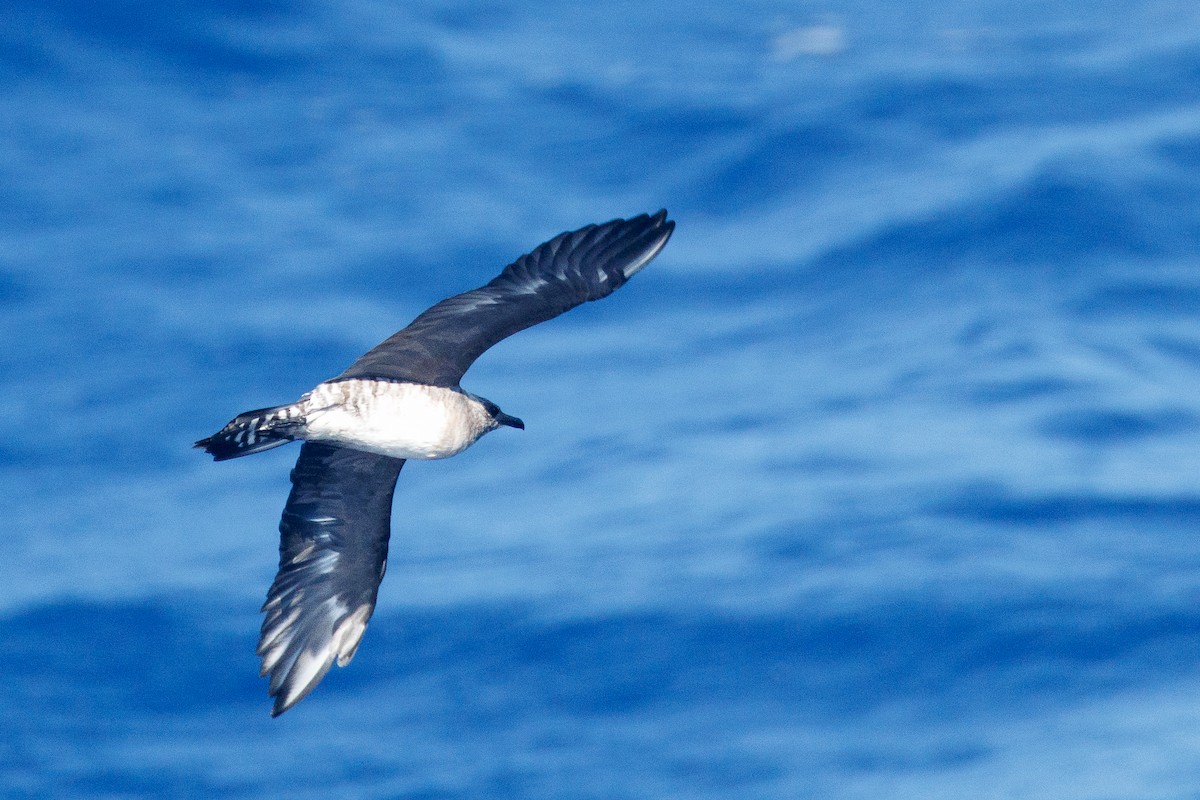 Long-tailed Jaeger - ML631368058