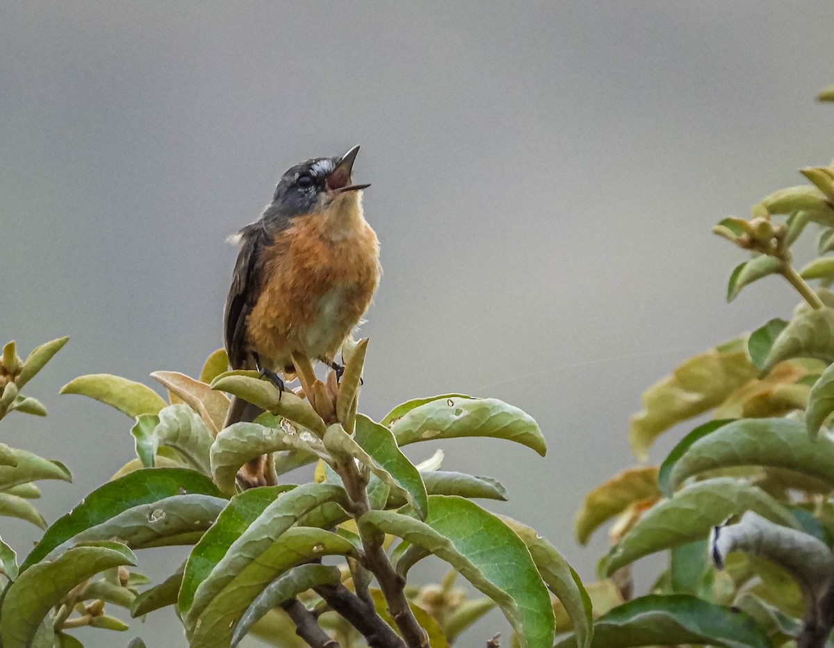 Gray-backed Tachuri - ML631368172