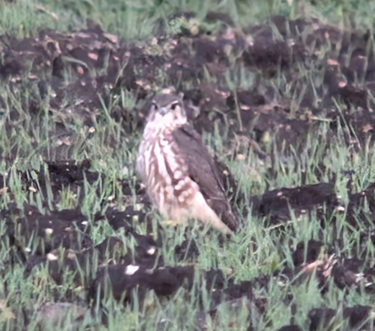 Merlin - ML631368228