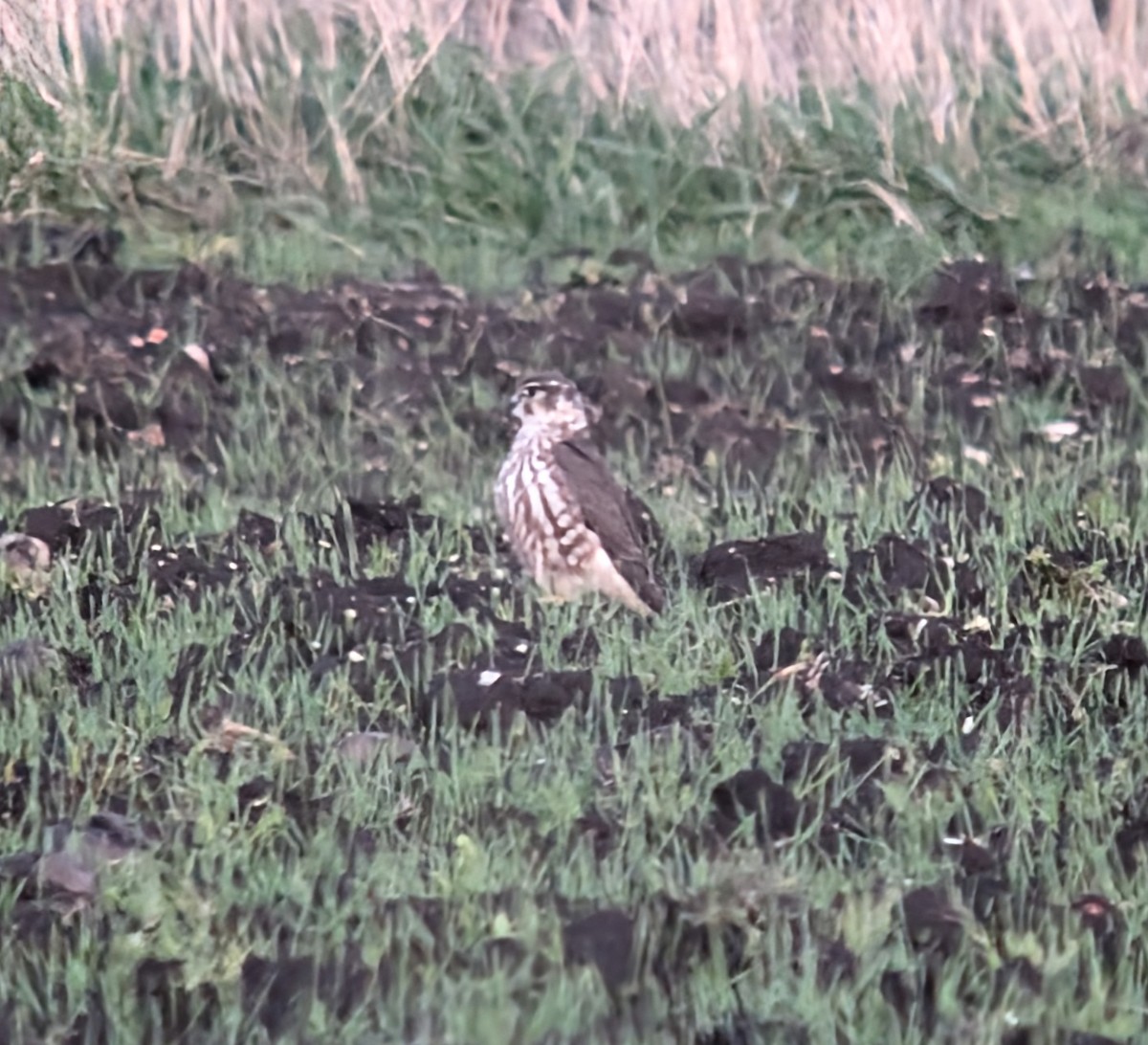 Merlin - ML631368229