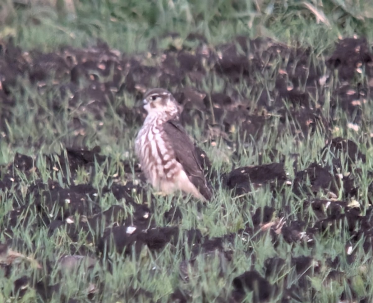 Merlin - ML631368230