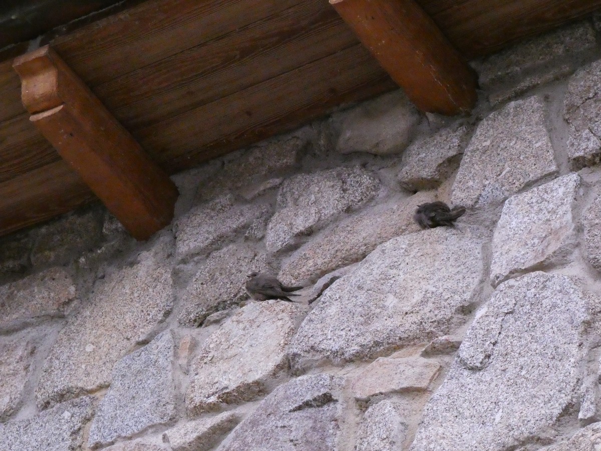 Eurasian Crag-Martin - ML631368256