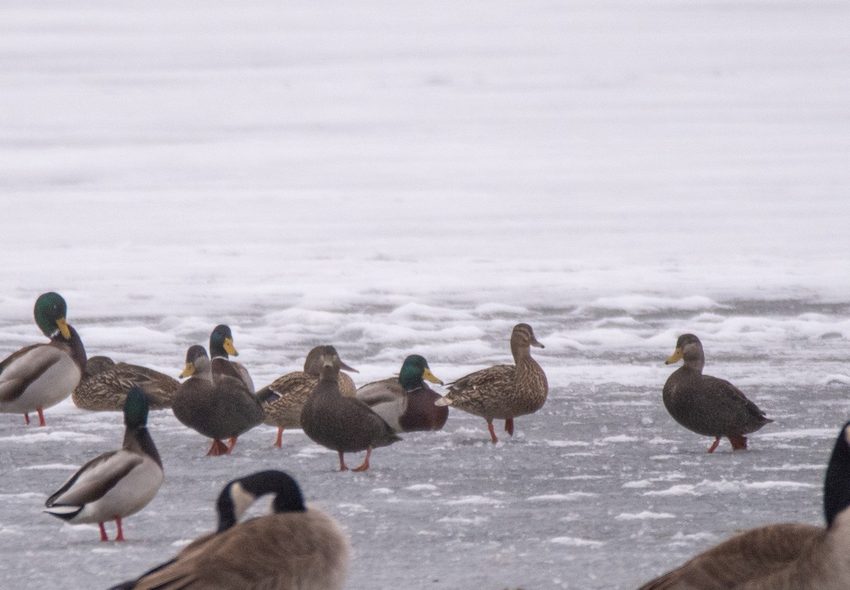 American Black Duck - ML631368271