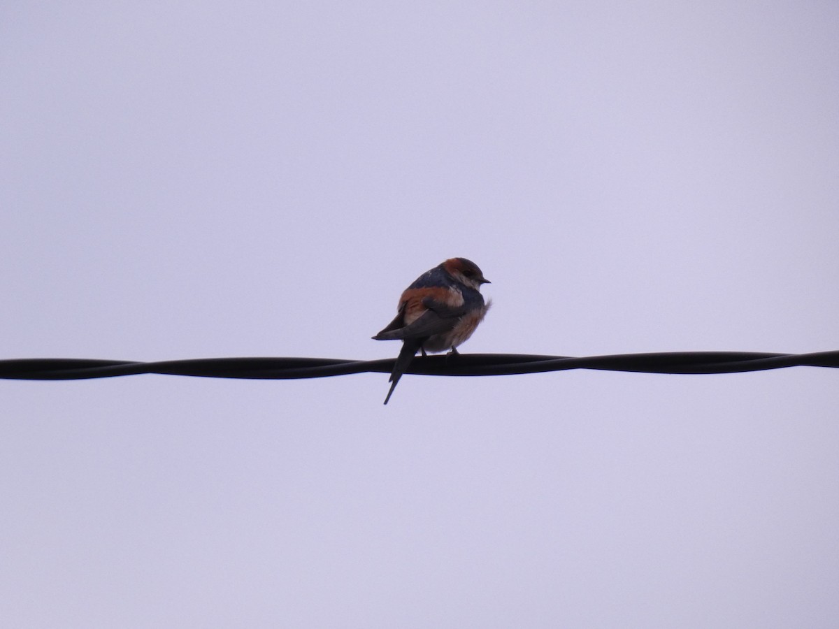 European Red-rumped Swallow - ML631368281