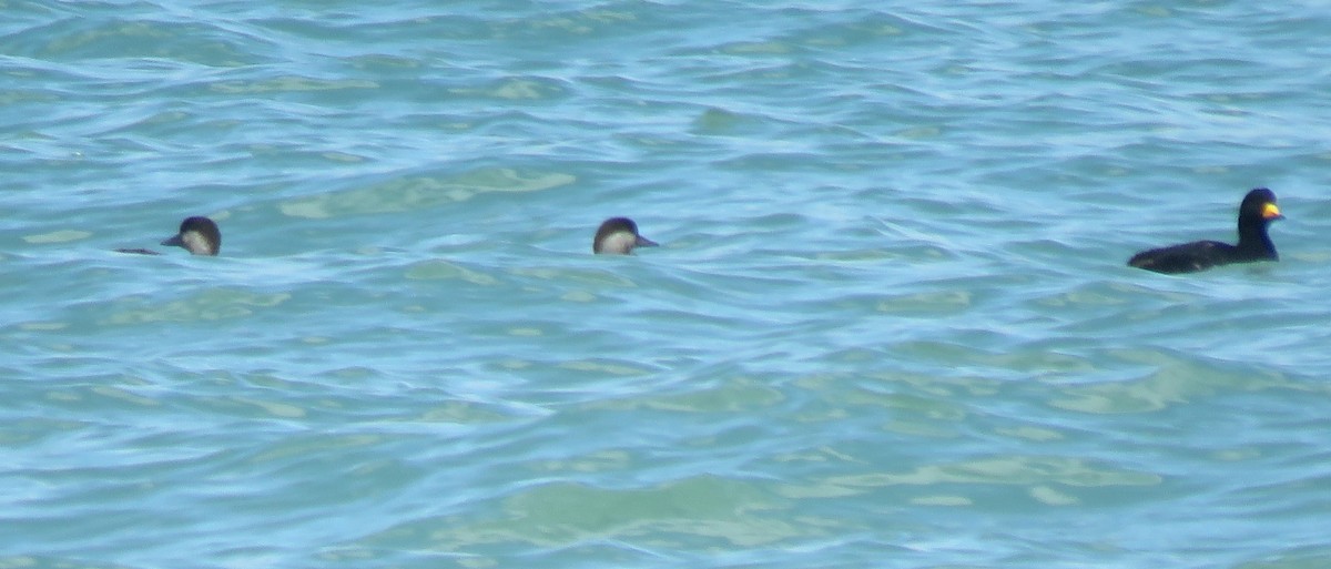 Black Scoter - ML631368354