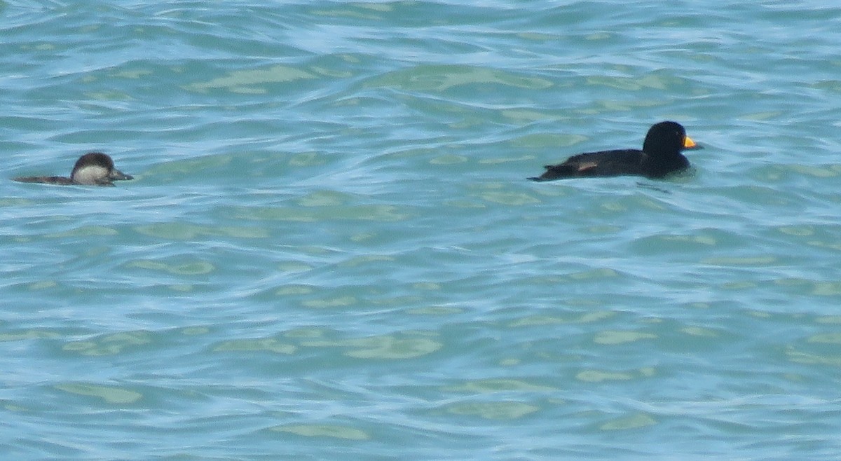 Black Scoter - ML631368355